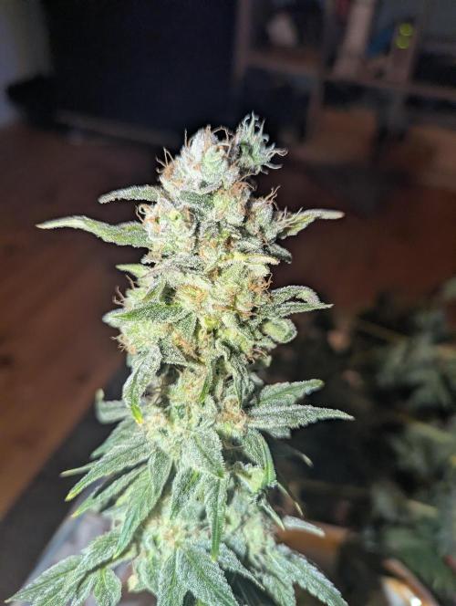 Fesi´s erster Grow. Week 13