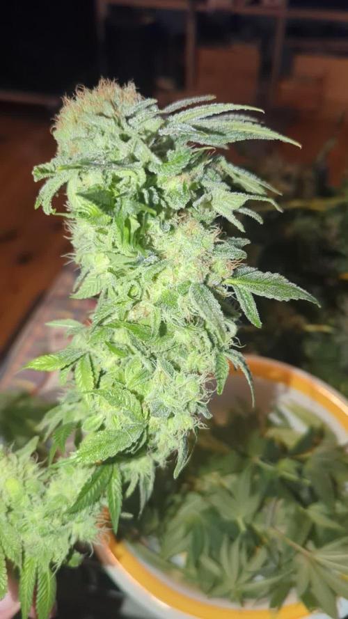 Fesi´s erster Grow