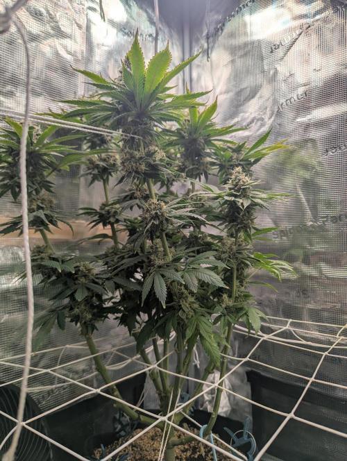 Fesi´s erster Grow. Week 13