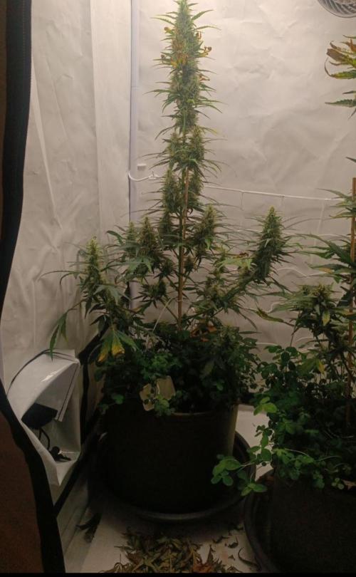 Low Budget Setup Test. Week 8