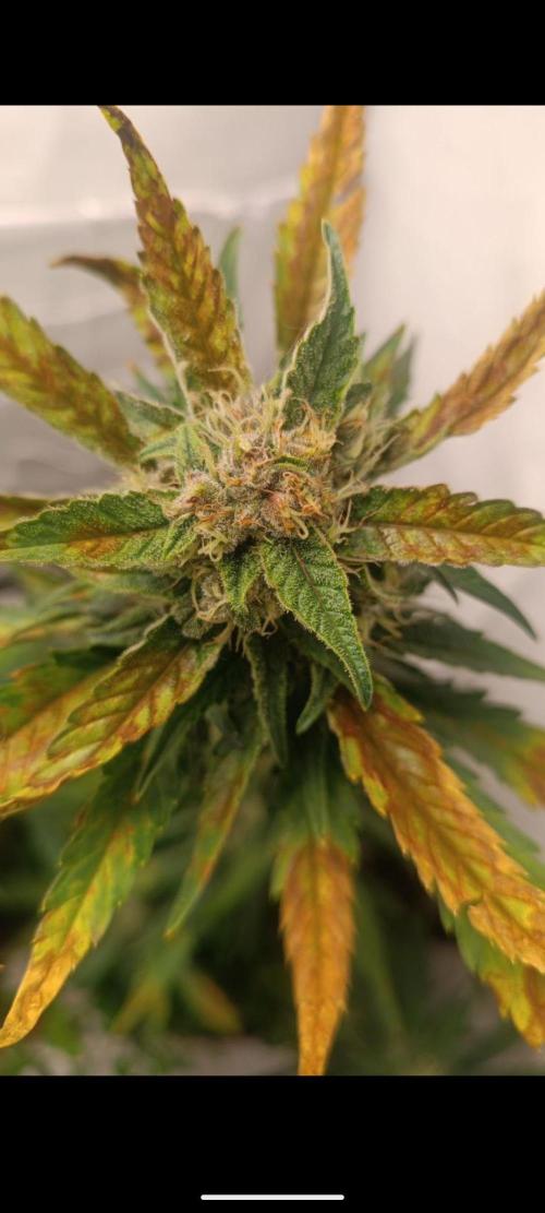 Low Budget Setup Test. Week 8