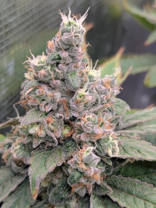 Fesi´s erster Grow. Week 13