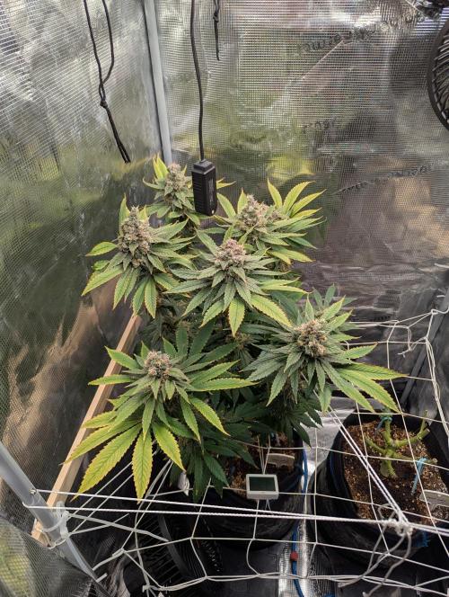 Fesi´s erster Grow. Week 13