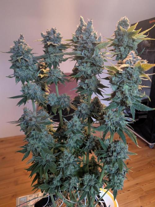 Fesi´s erster Grow. Week 13