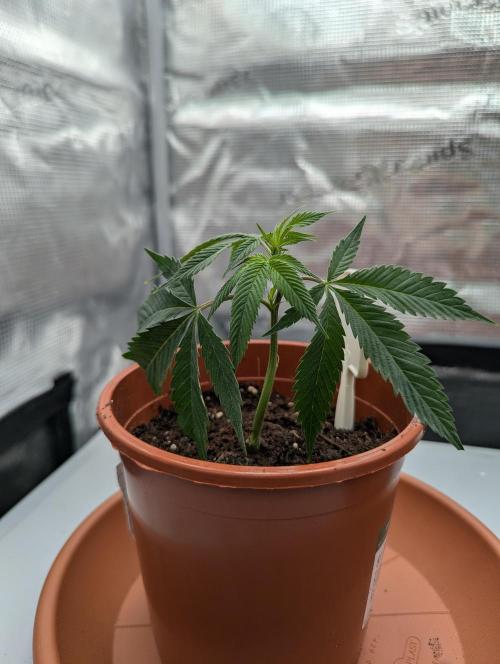 Grow Nr.2. Week 1
