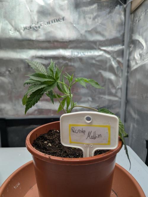 Grow Nr.2. Week 1