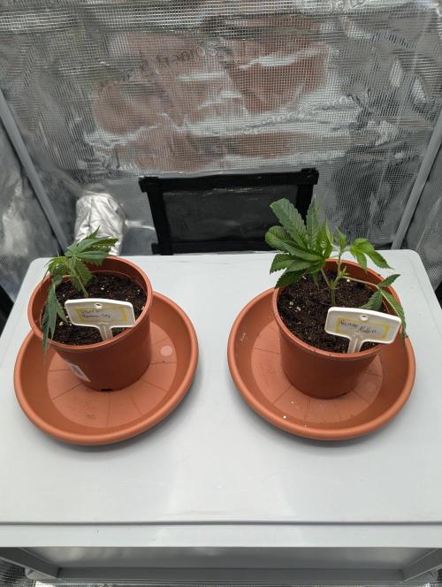 Grow Nr.2. Week 1