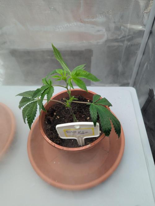 Grow Nr.2. Week 1