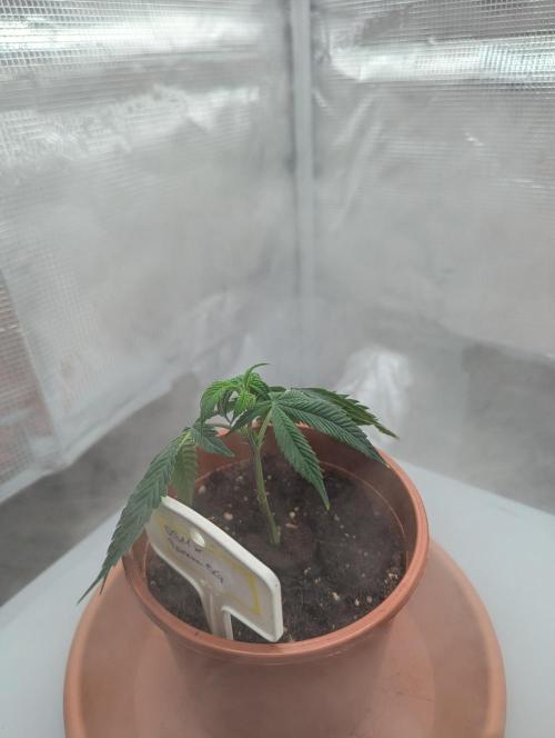 Grow Nr.2. Week 1