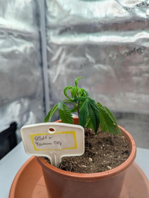 Grow Nr.2. Week 1