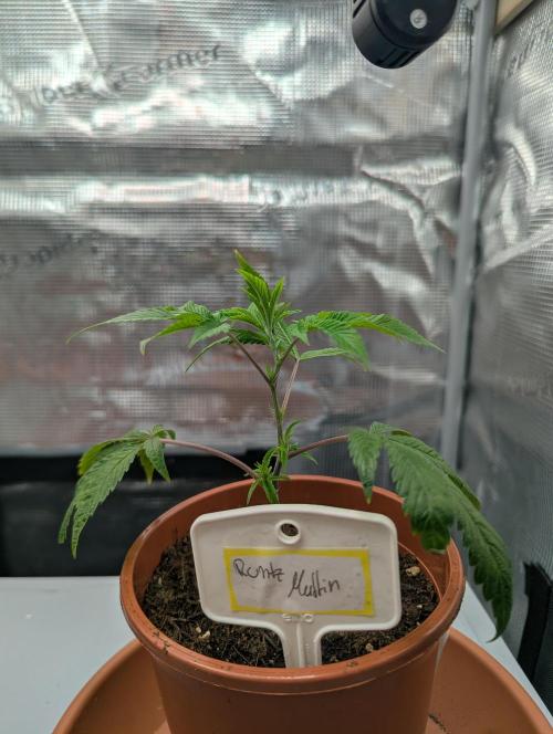 Grow Nr.2. Week 1
