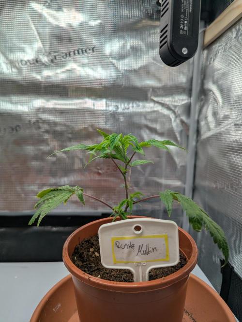 Grow Nr.2. Week 2