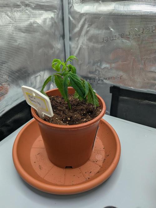 Grow Nr.2. Week 2