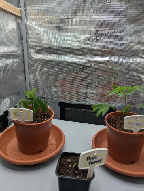 Grow Nr.2. Week 2