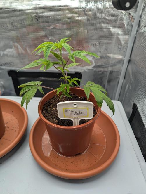 Grow Nr.2. Week 2