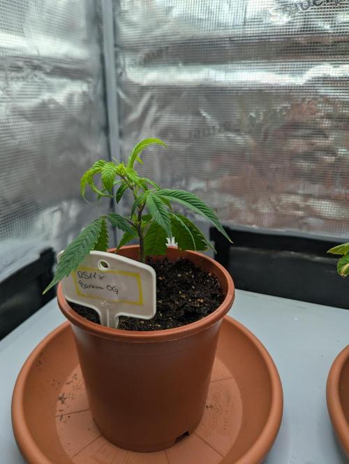 Grow Nr.2. Week 2