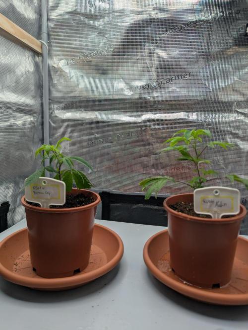 Grow Nr.2. Week 2