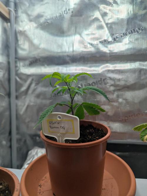 Grow Nr.2. Week 2