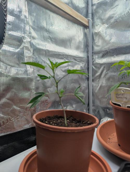 Grow Nr.2. Week 2