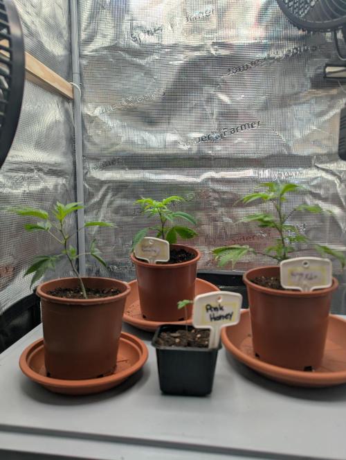 Grow Nr.2. Week 2