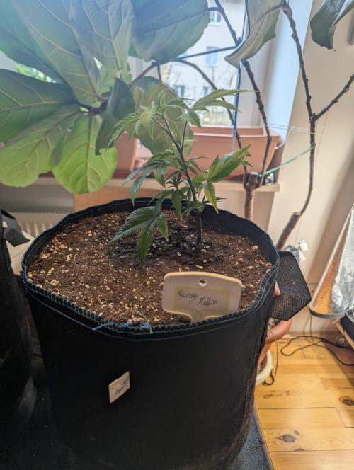 Grow Nr.2. Week 2