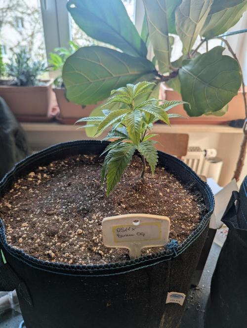Grow Nr.2. Week 2