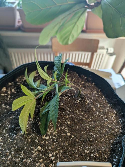 Grow Nr.2. Week 2