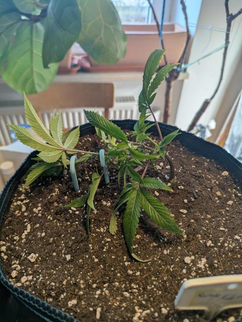 Grow Nr.2. Week 2