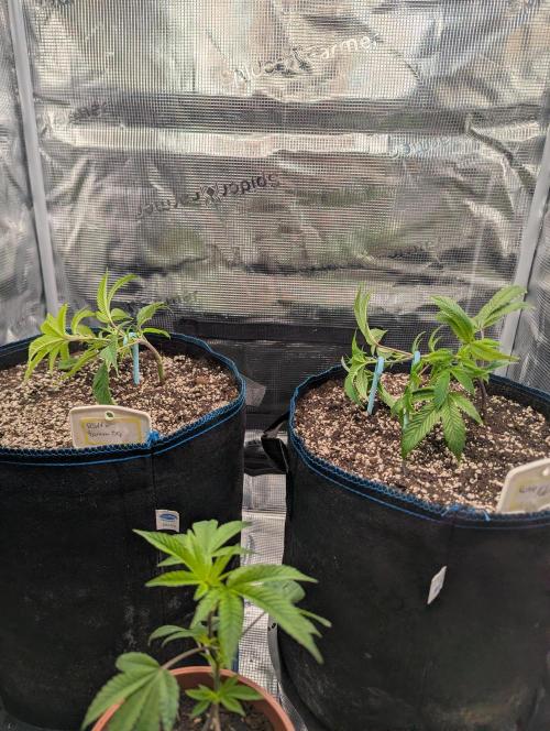 Grow Nr.2. Week 2