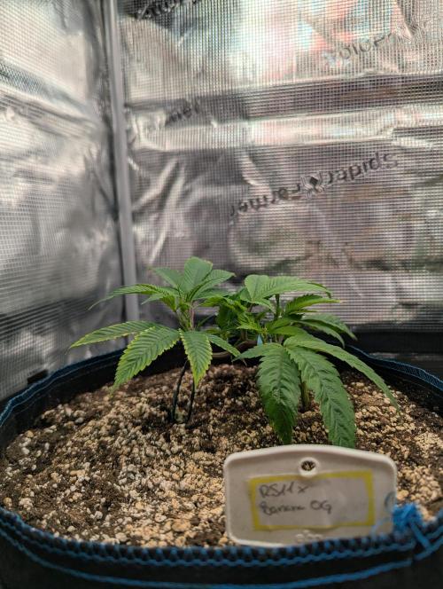 Grow Nr.2. Week 3