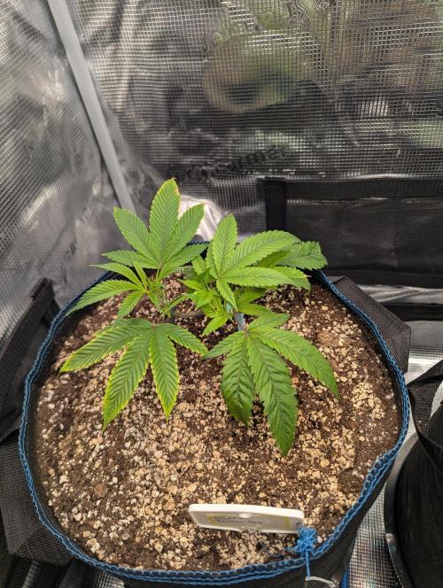 Grow Nr.2. Week 3
