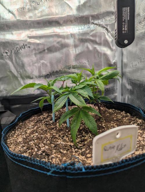 Grow Nr.2. Week 3