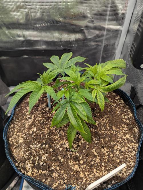 Grow Nr.2. Week 3