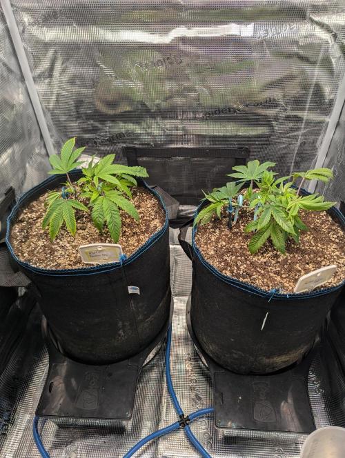 Grow Nr.2. Week 3