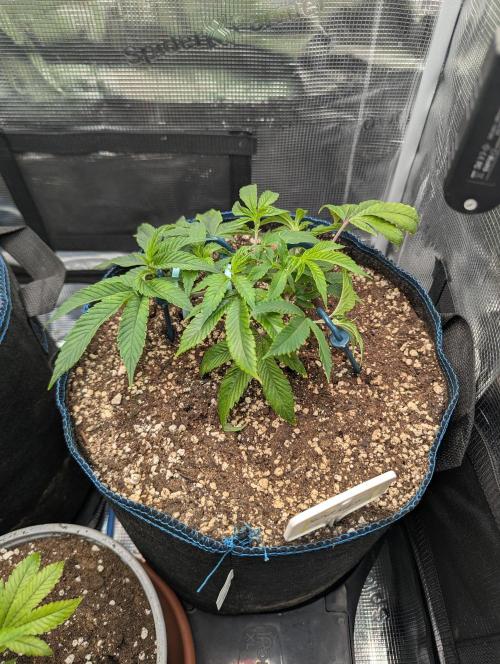 Grow Nr.2. Week 3