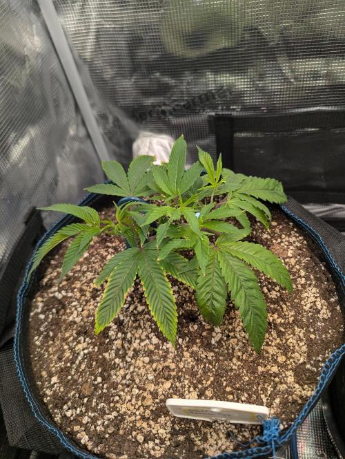 Grow Nr.2. Week 3
