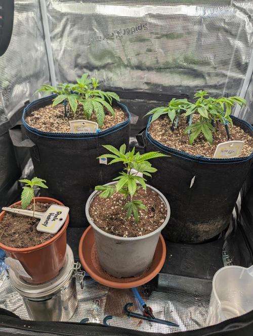Grow Nr.2. Week 3