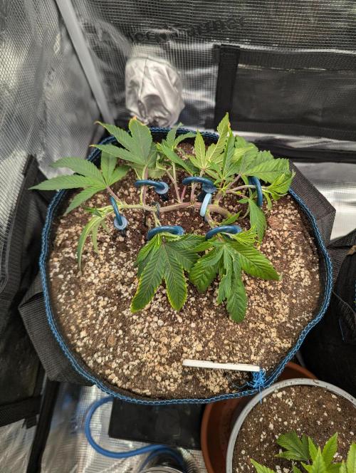 Grow Nr.2. Week 3