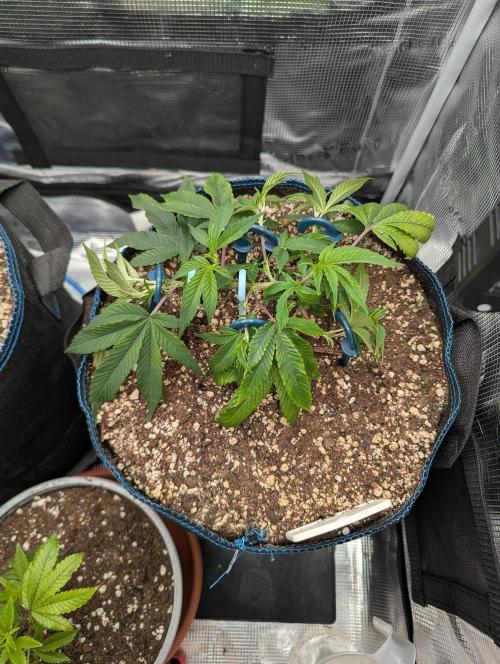 Grow Nr.2. Week 3