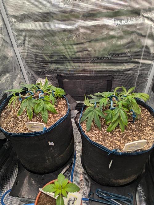 Grow Nr.2. Week 3