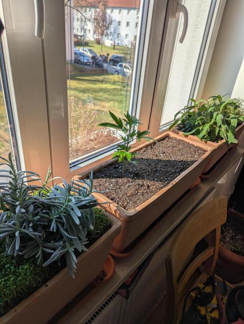 Fensterbank Projekt. Week 3