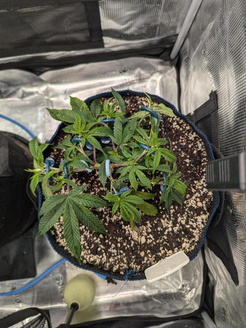 Grow Nr.2. Week 4