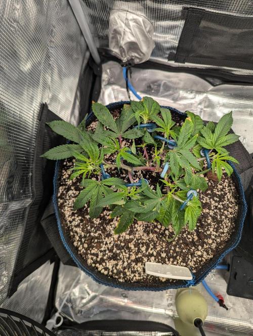 Grow Nr.2. Week 4