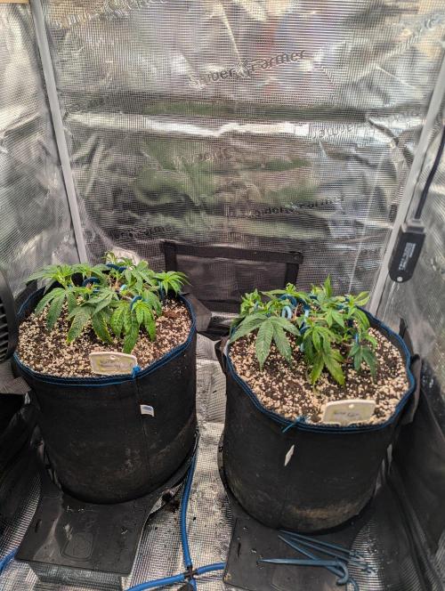 Grow Nr.2. Week 4