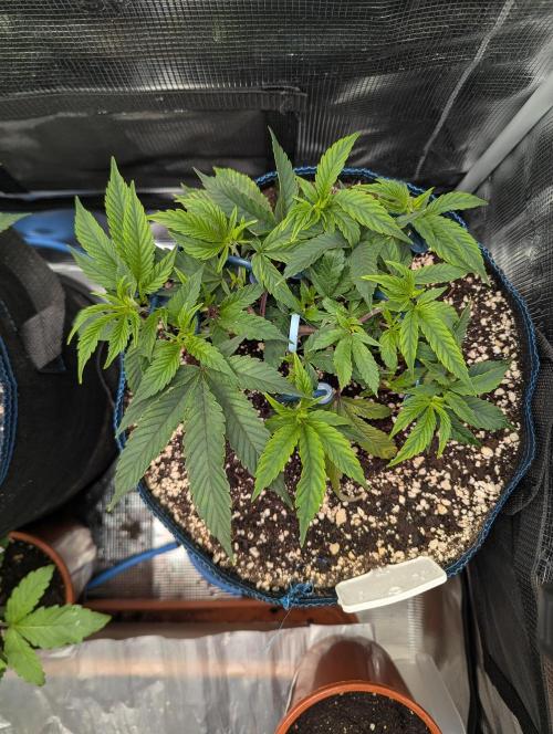 Grow Nr.2. Week 4