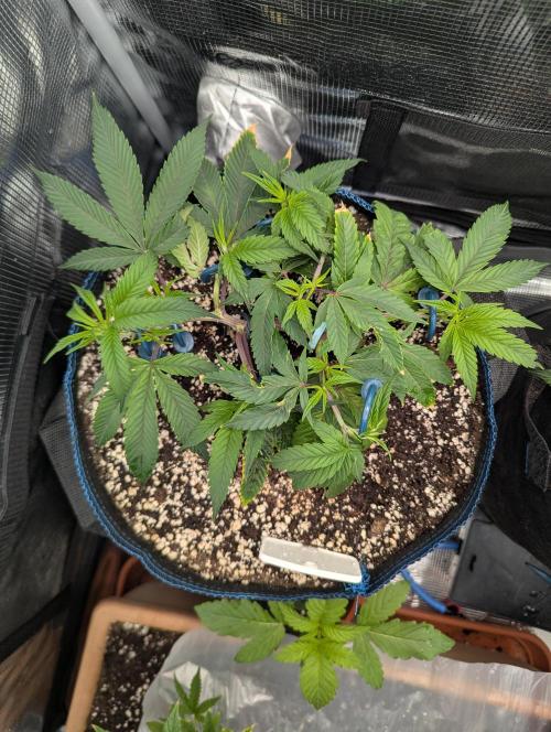 Grow Nr.2. Week 4