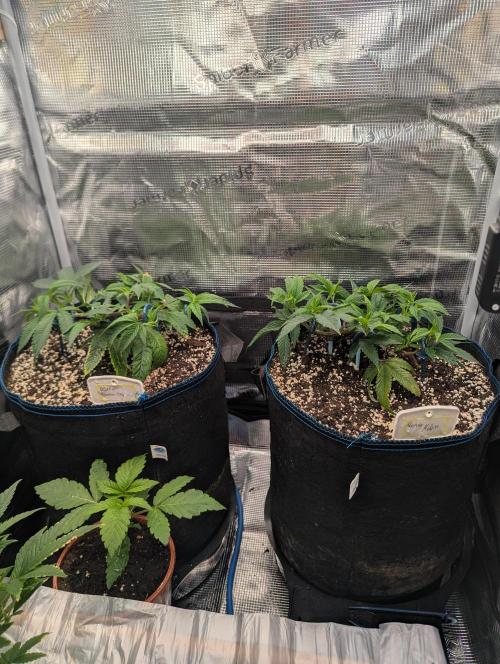 Grow Nr.2. Week 4