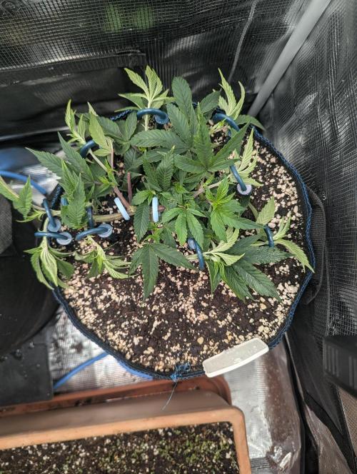 Grow Nr.2. Week 4