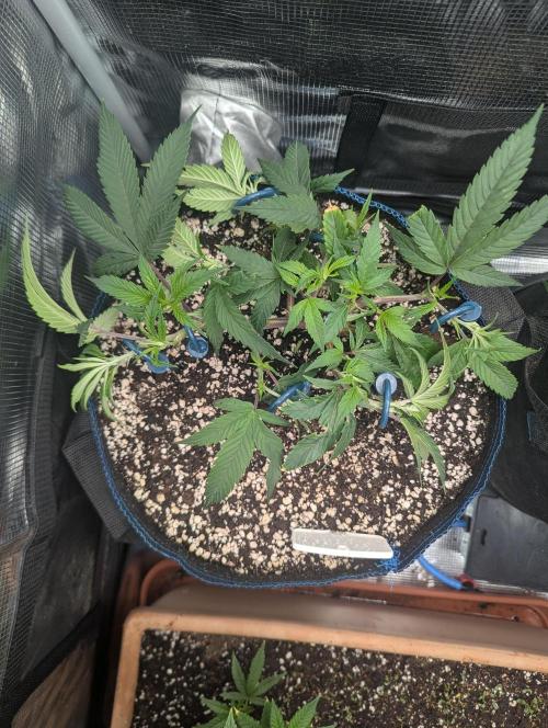 Grow Nr.2. Week 4