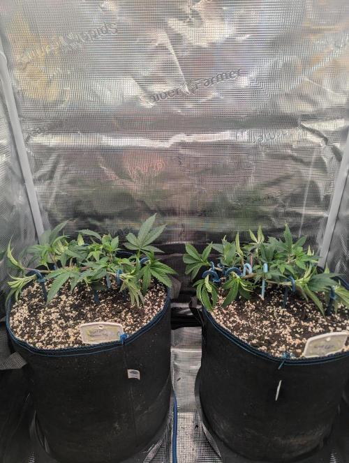 Grow Nr.2. Week 4